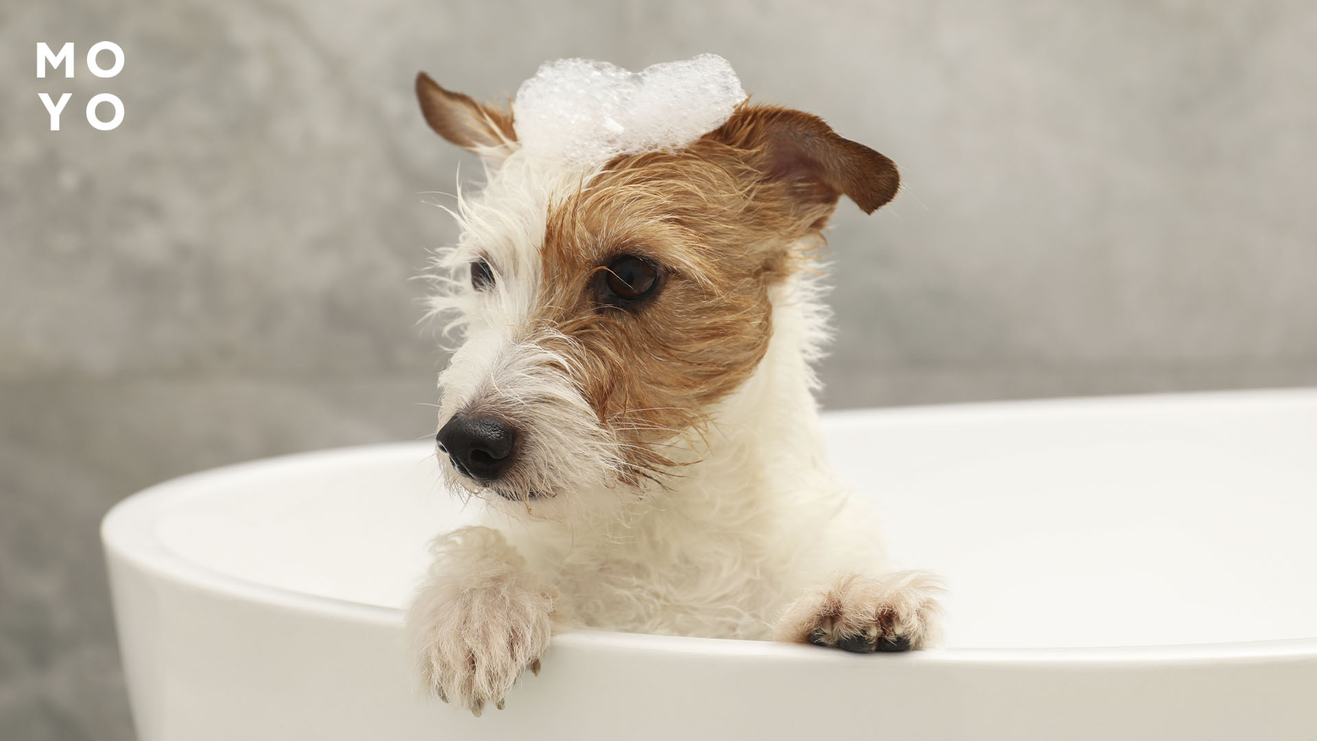 купати собаку шампунем від бліх