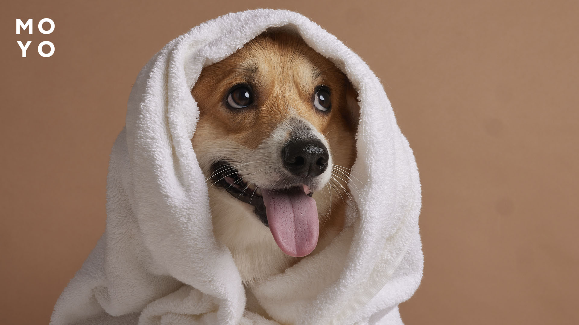 викупаний коргі