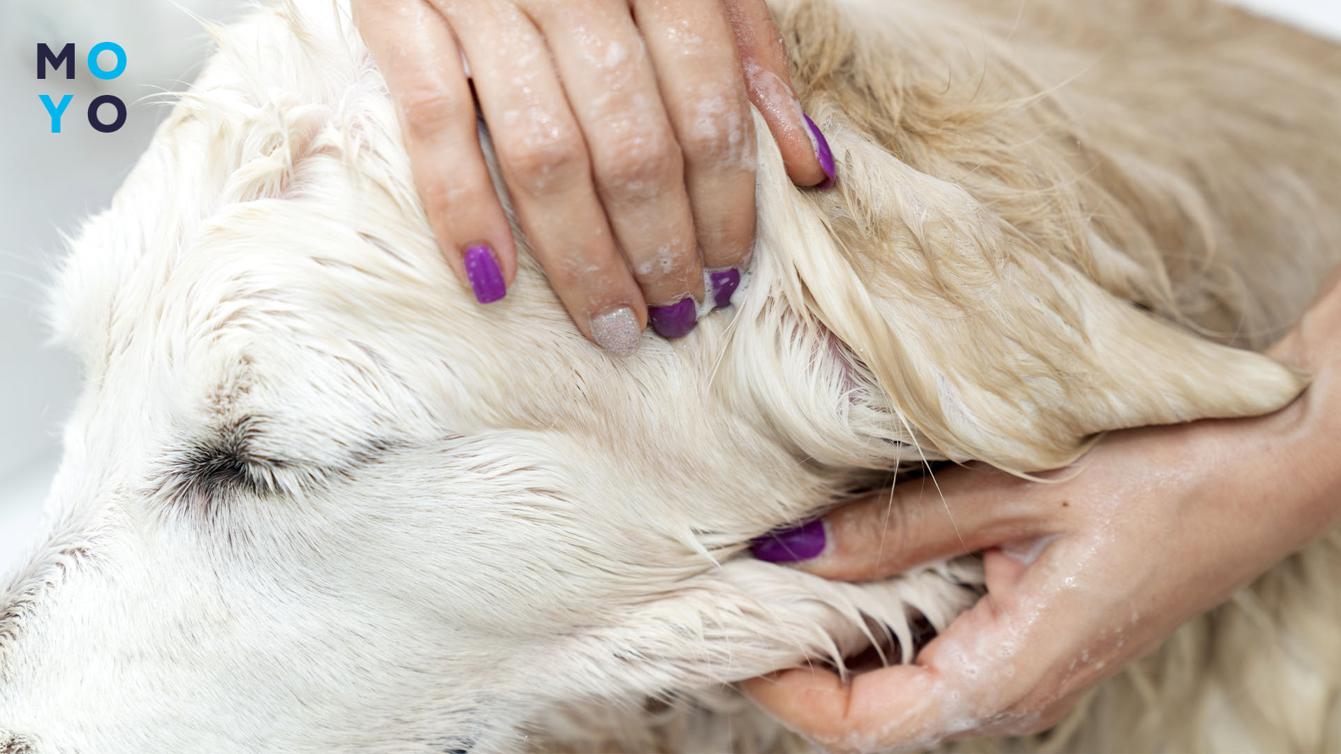 мытье длинношерстной собаки