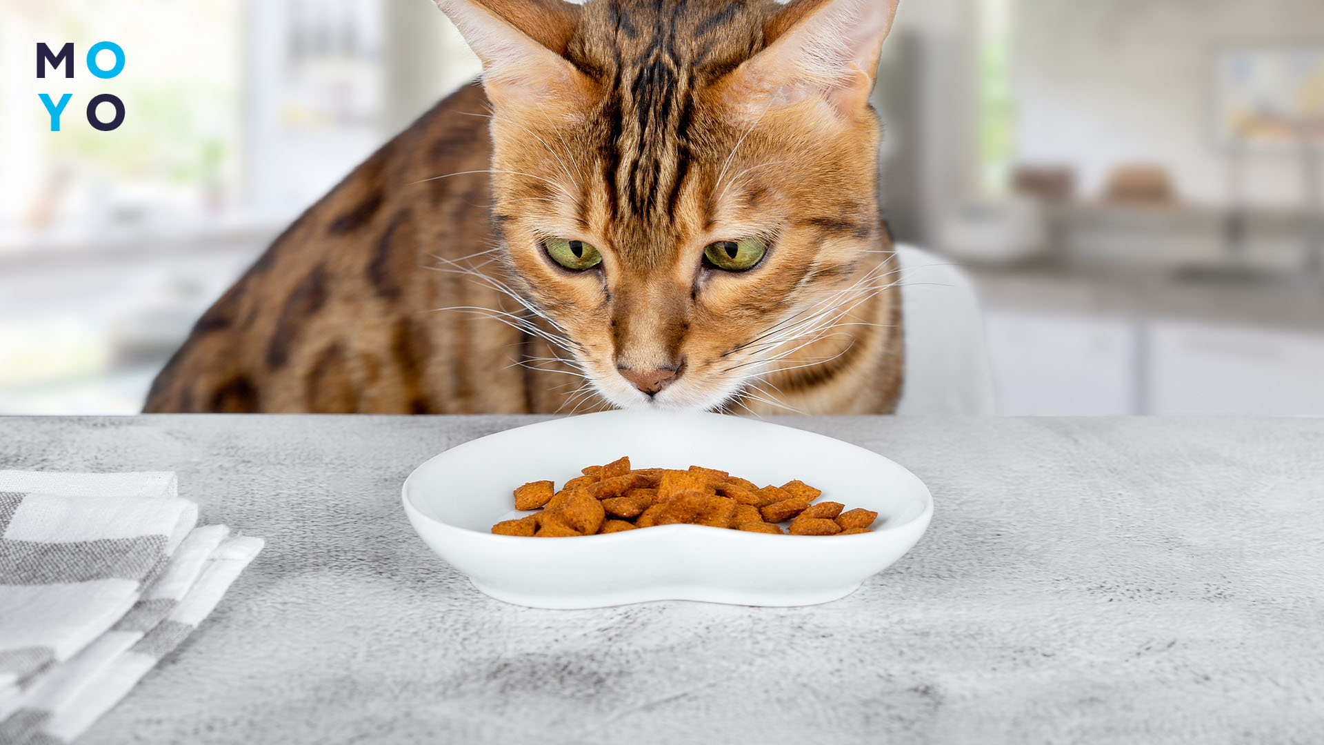 Рейтинг лакомств для кошек