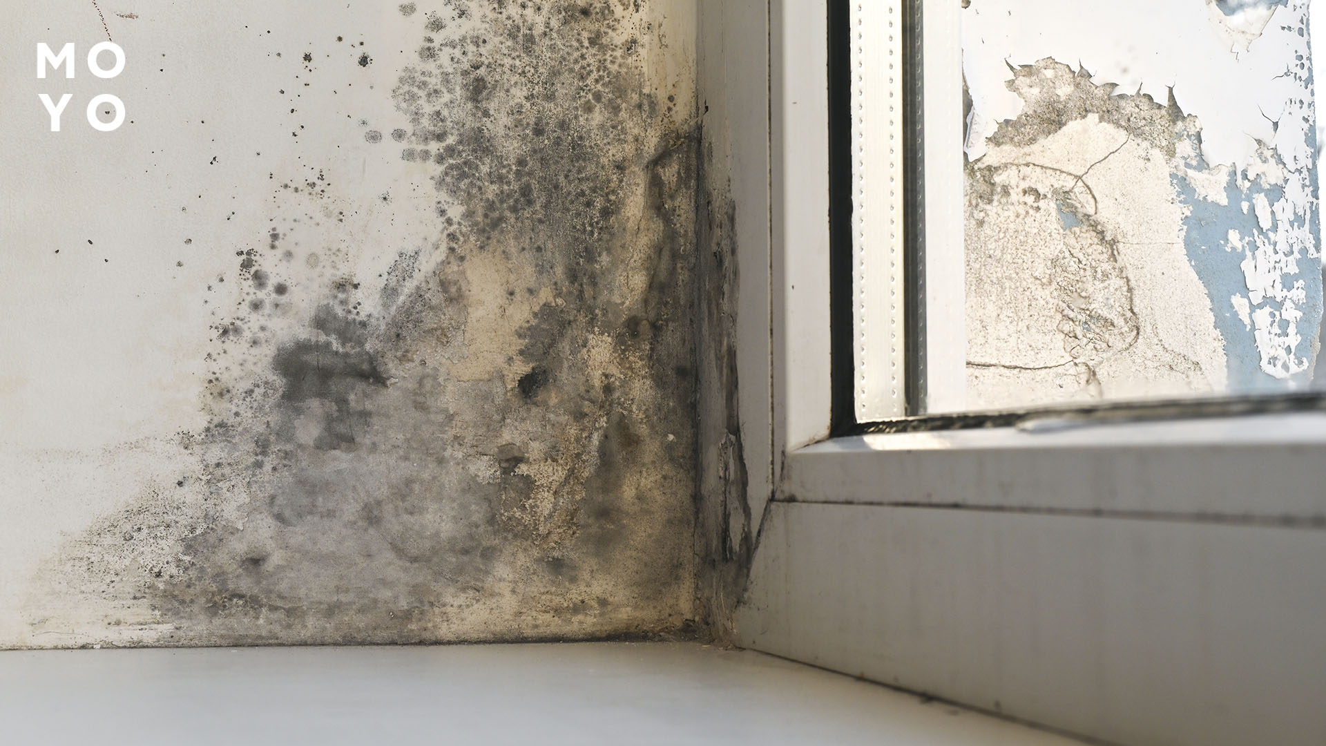 пліснява через вологість