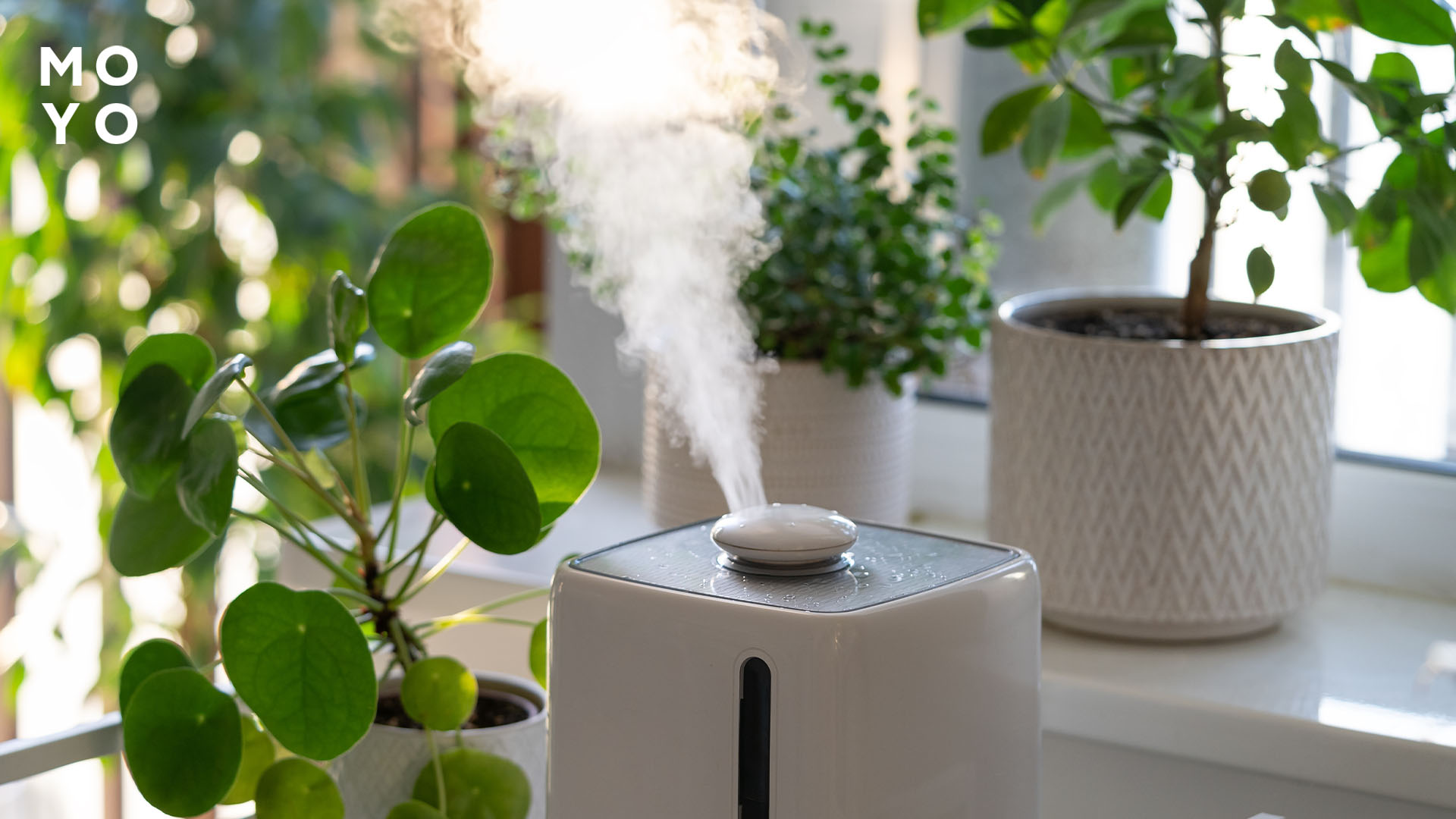 увлажнитель воздуха и цветы