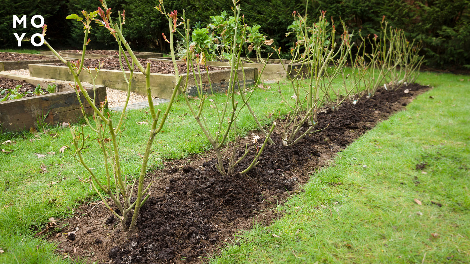 розы весной в саду