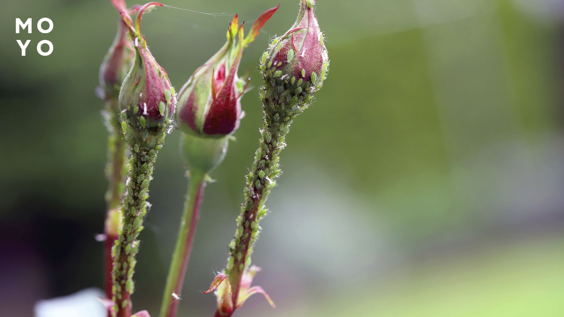 куст закладывает бутоны
