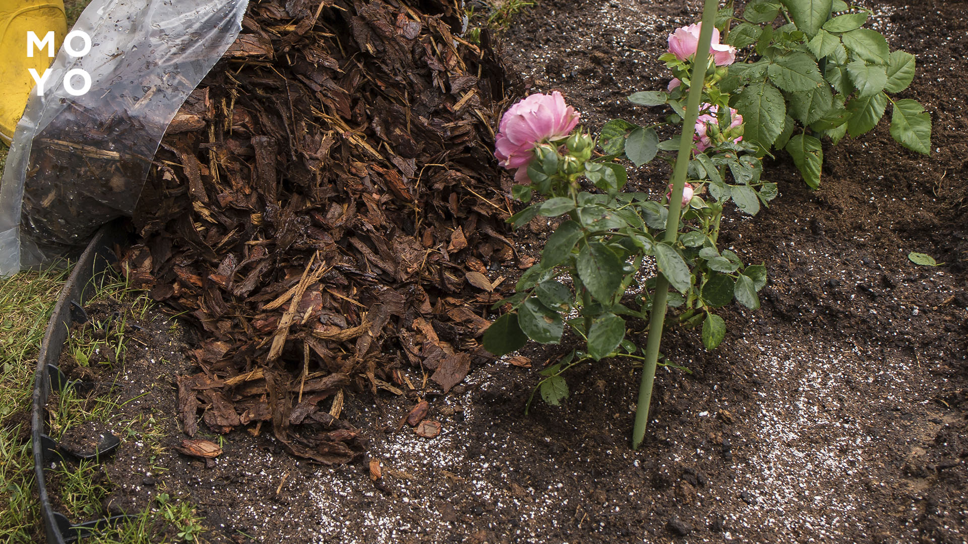 удобрення органікою куща троянди