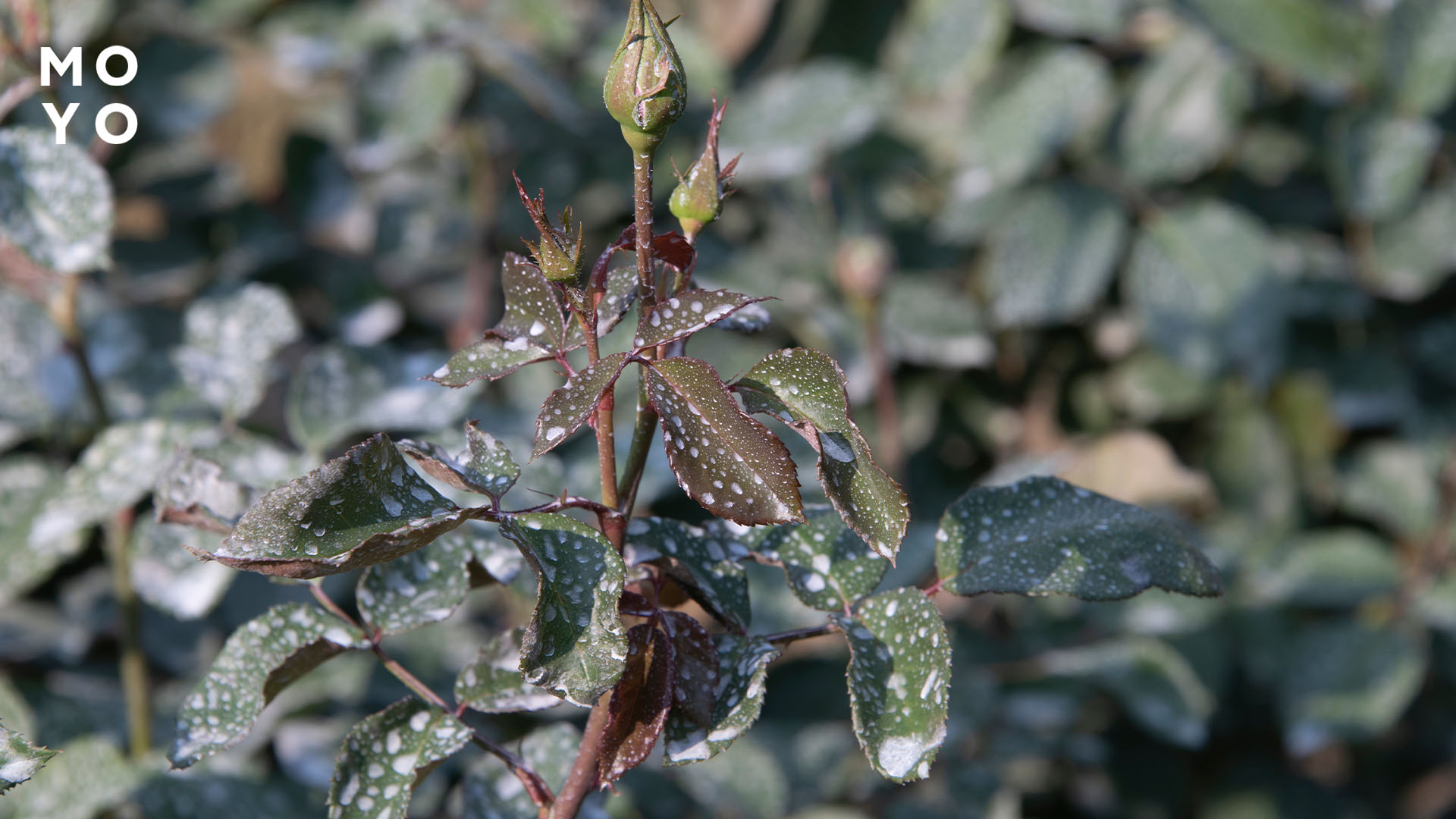 обприскування по листу мікроелементами