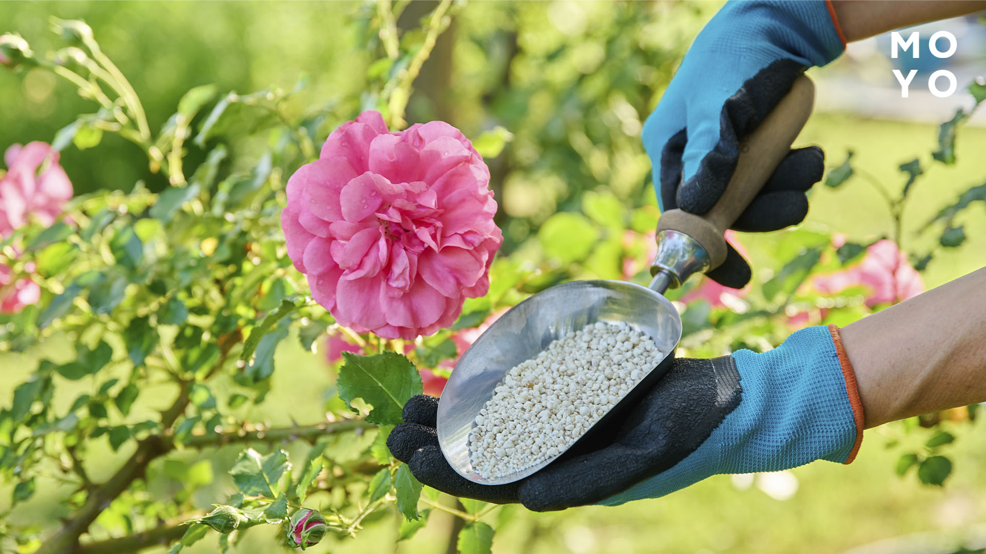 подкормка для роз в гранулах