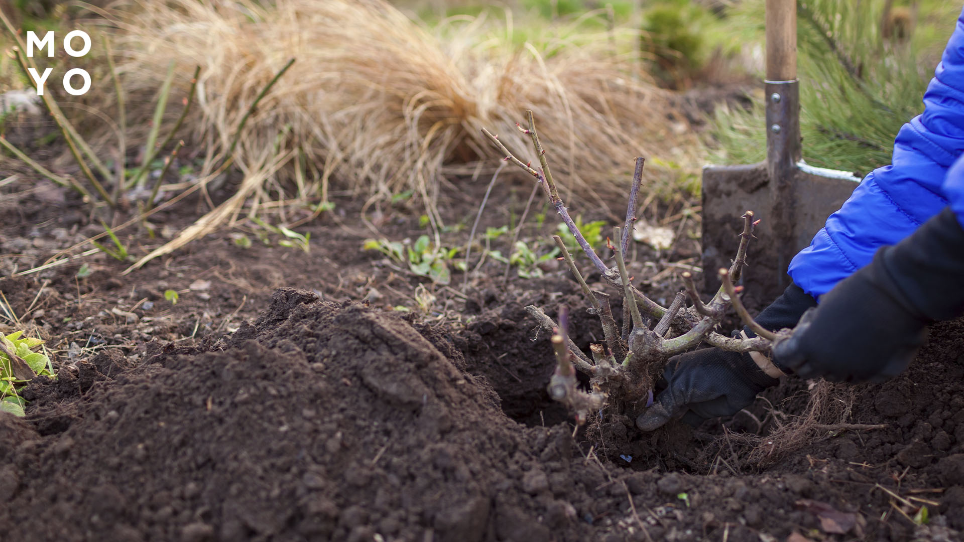 пересадка куста розы на участке