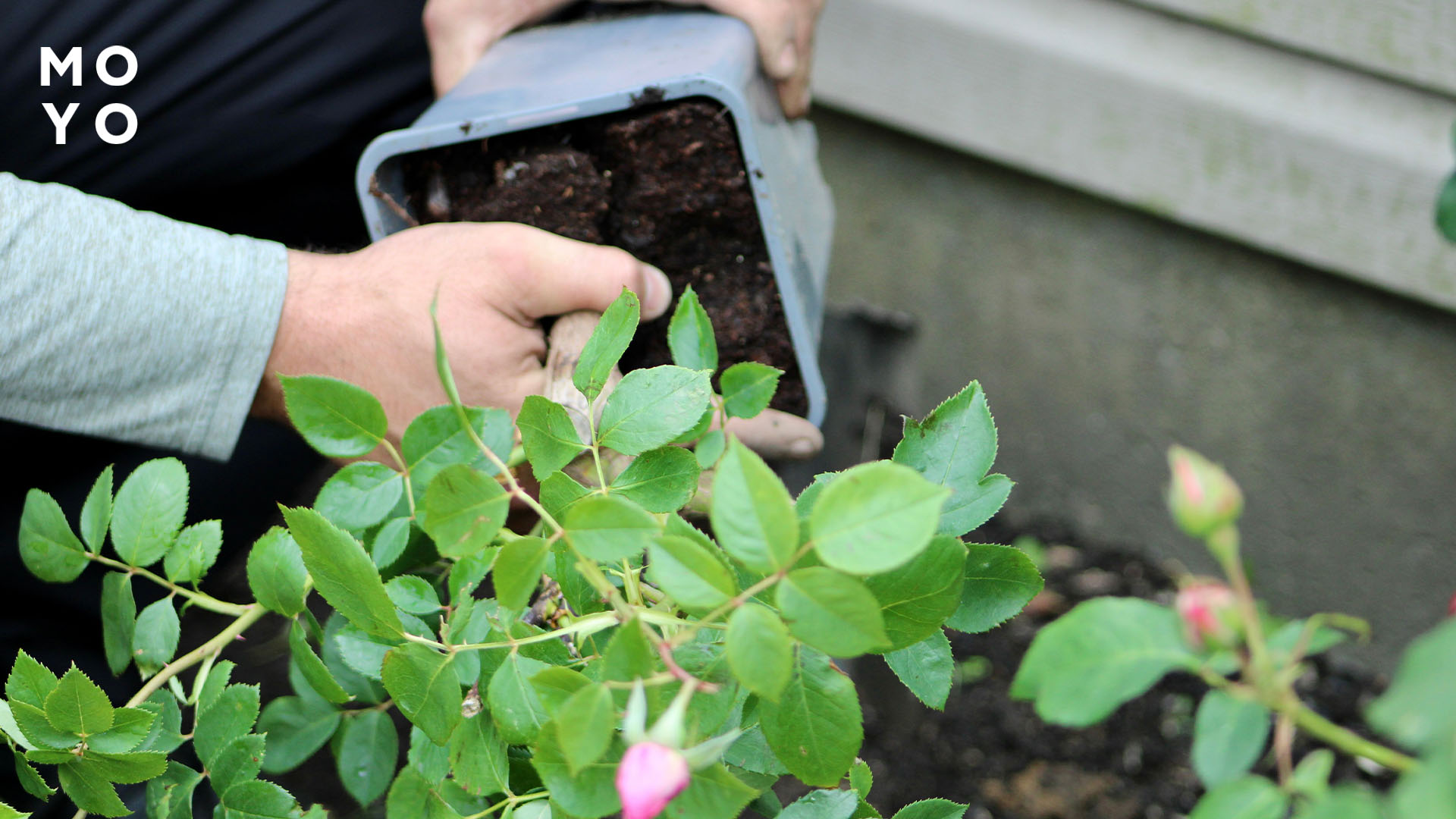 доглядати за кімнатною трояндою