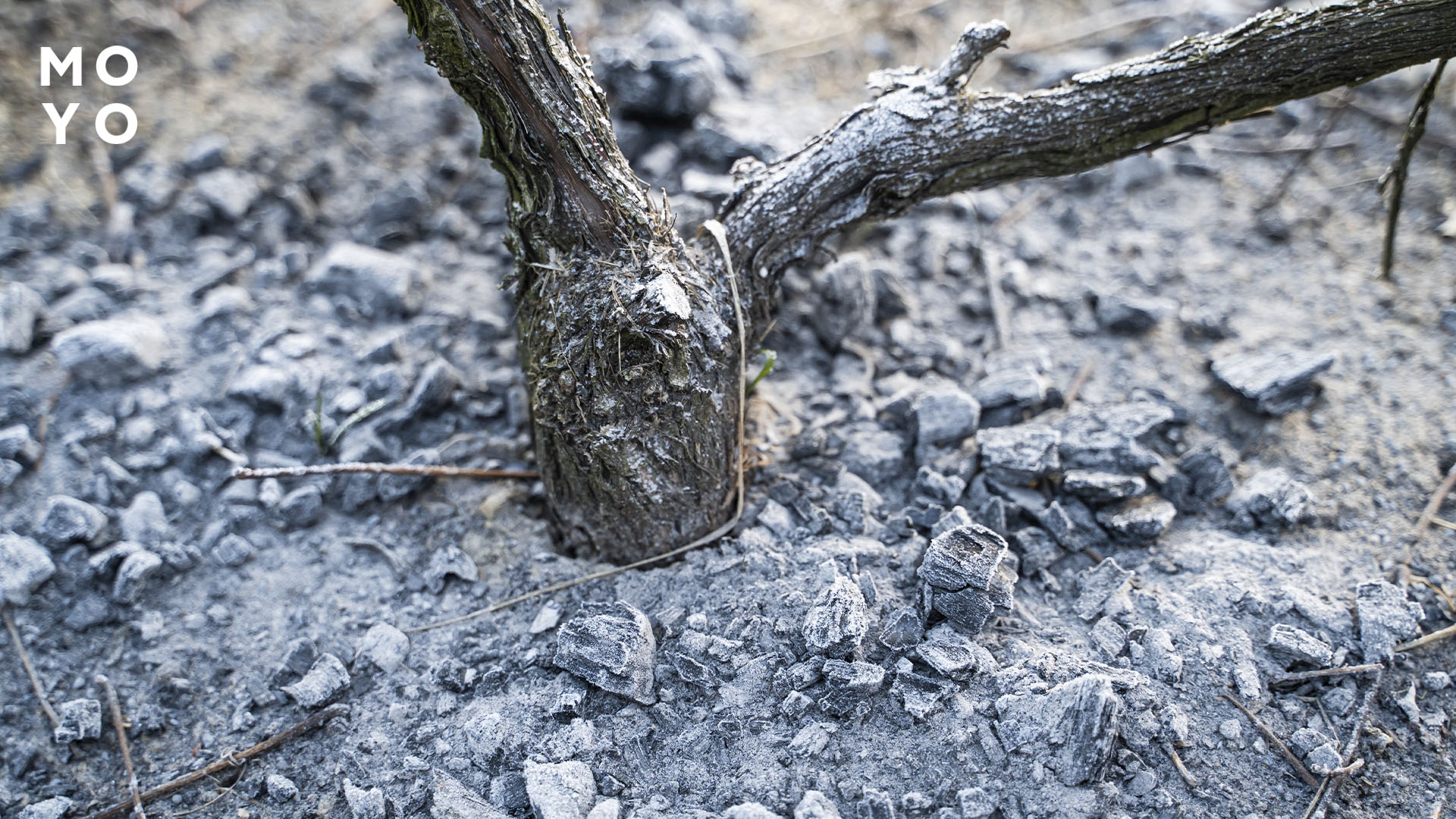 подкормка золой виноградного куста