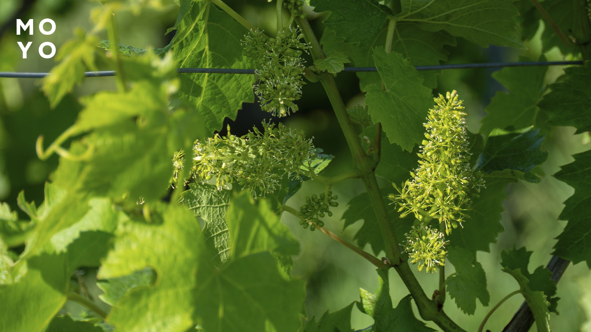 цвітіння винограду навесні