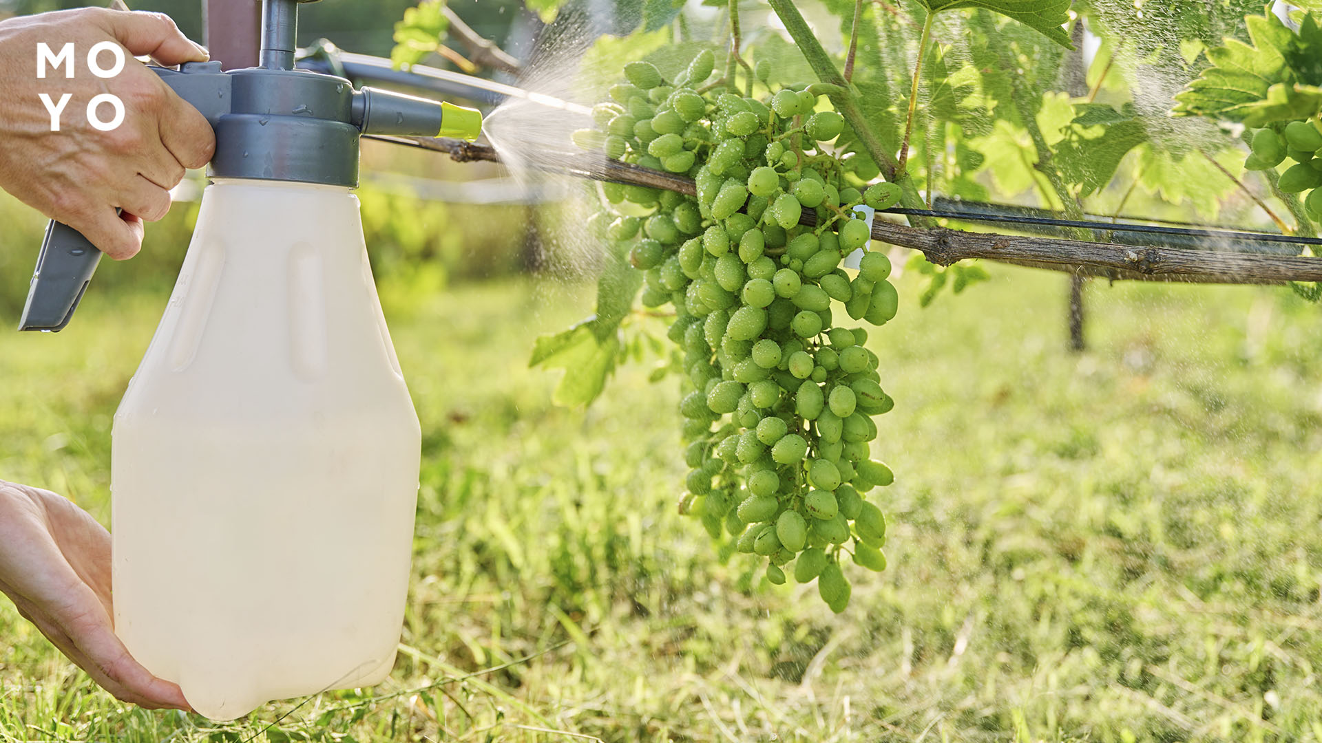 обработка винограда ручным опрыскивателем