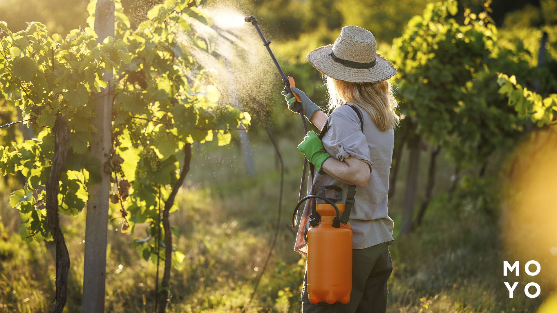 подкормка винограда помповым опрыскивателем