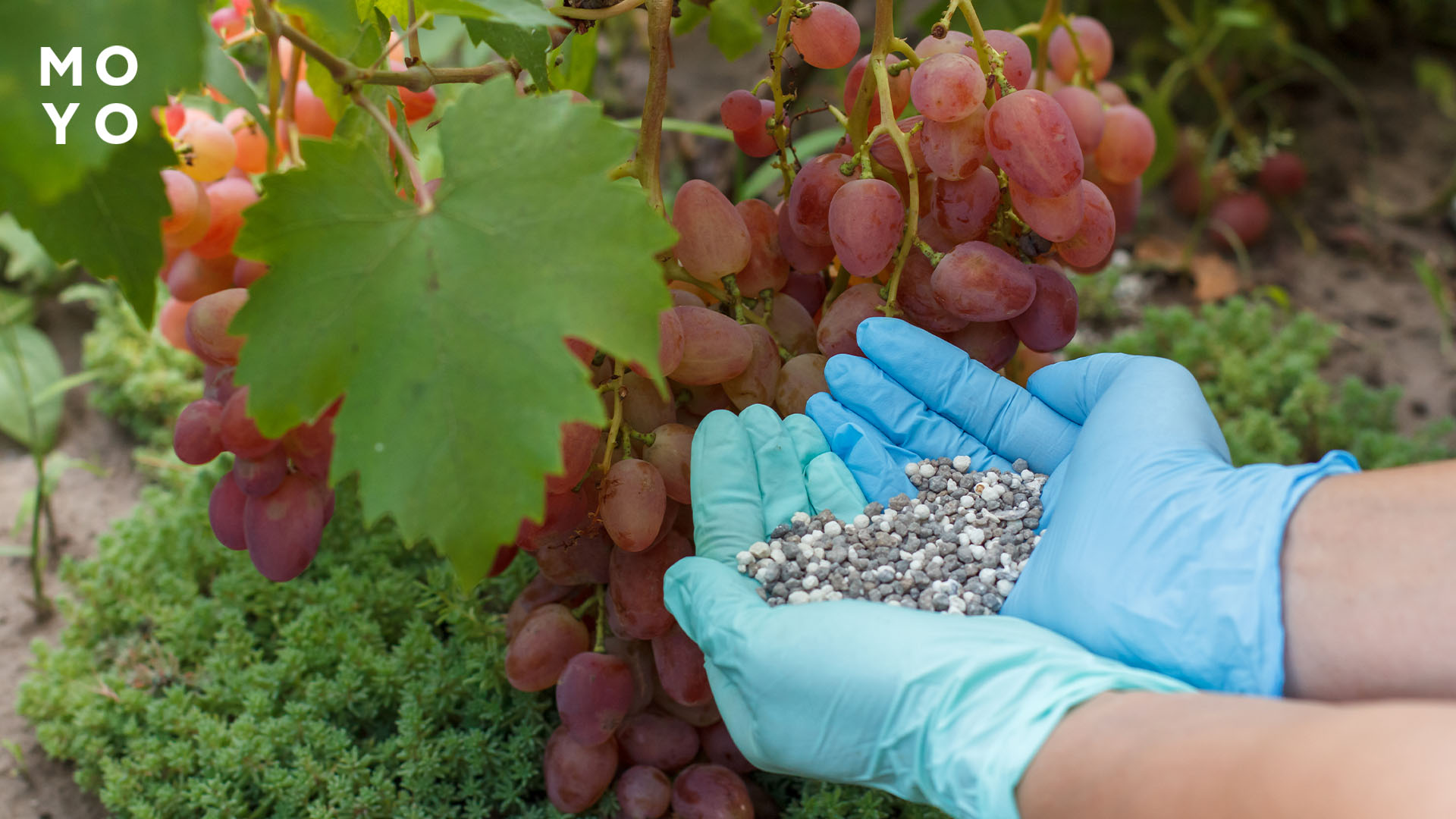 добрива для винограду