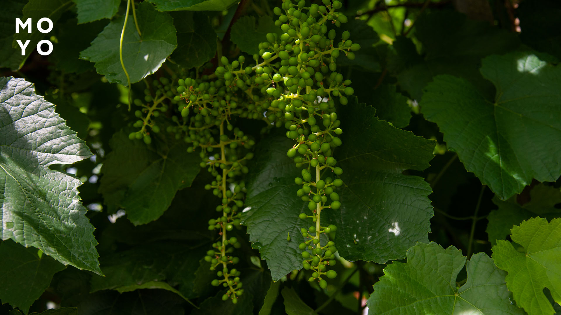 формирующиеся горошины на гроне