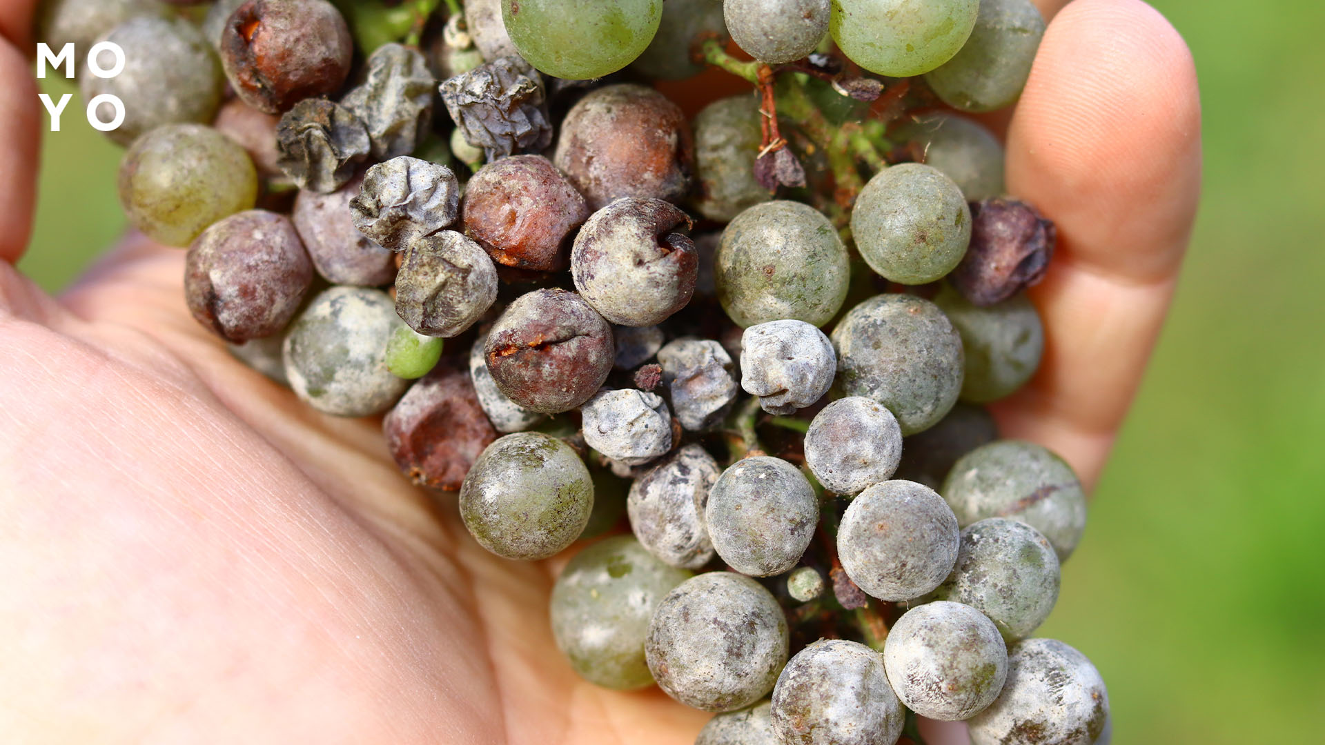 потріскані ягідки на виноградній китиці