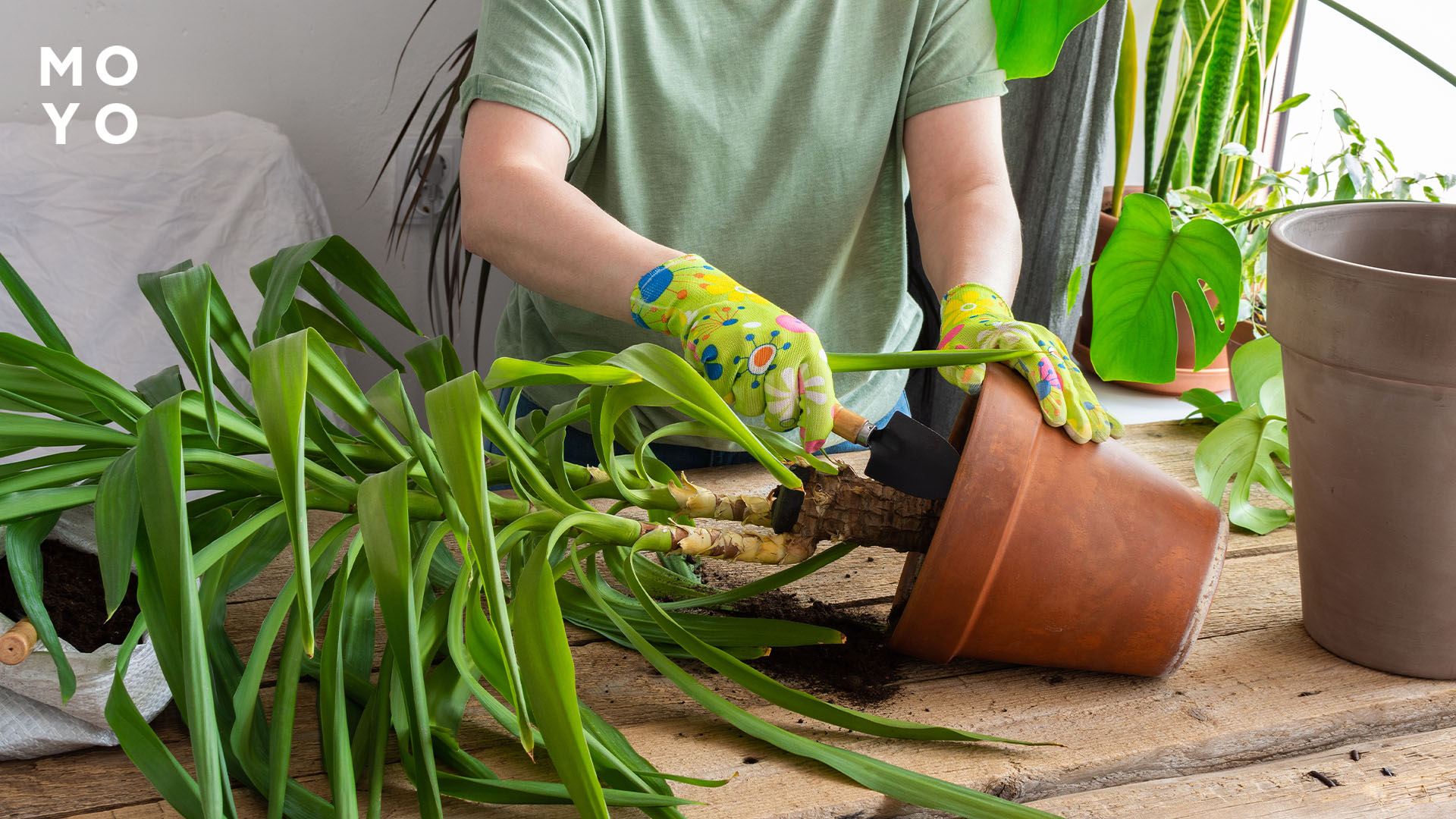 пересадка юкки черенками