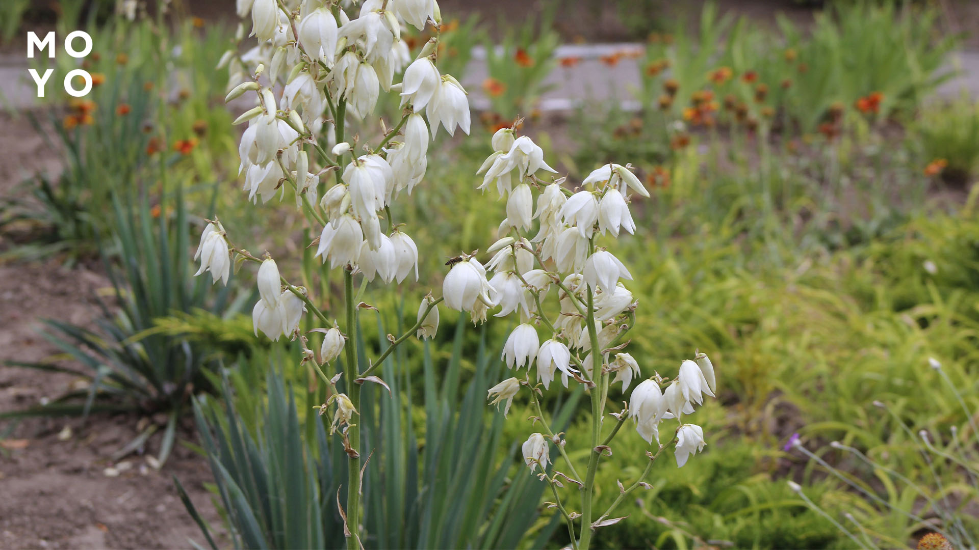 юкка садова в білому цвіті