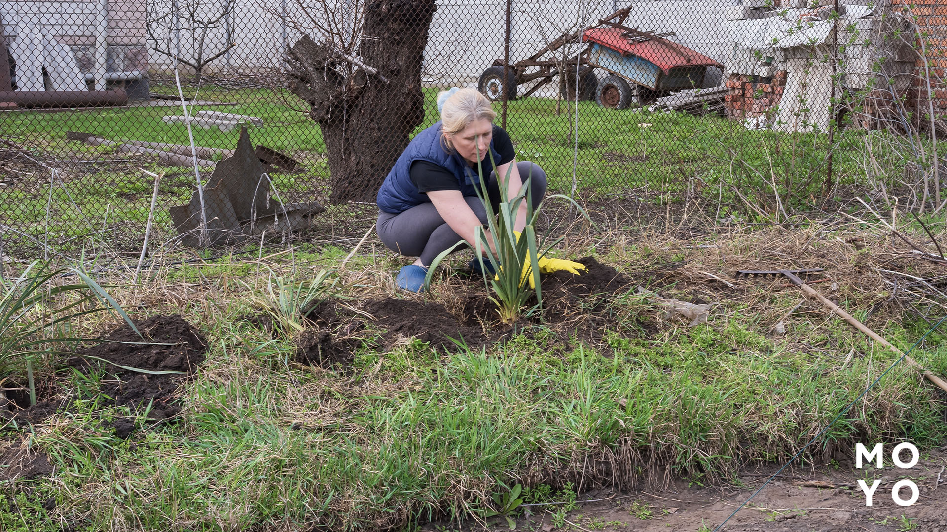 посадити юку садову в ґрунт