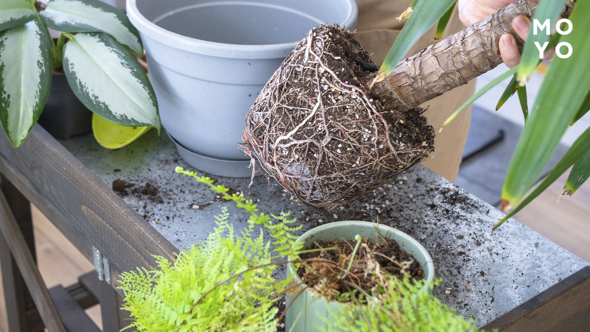 розсадити юку садову