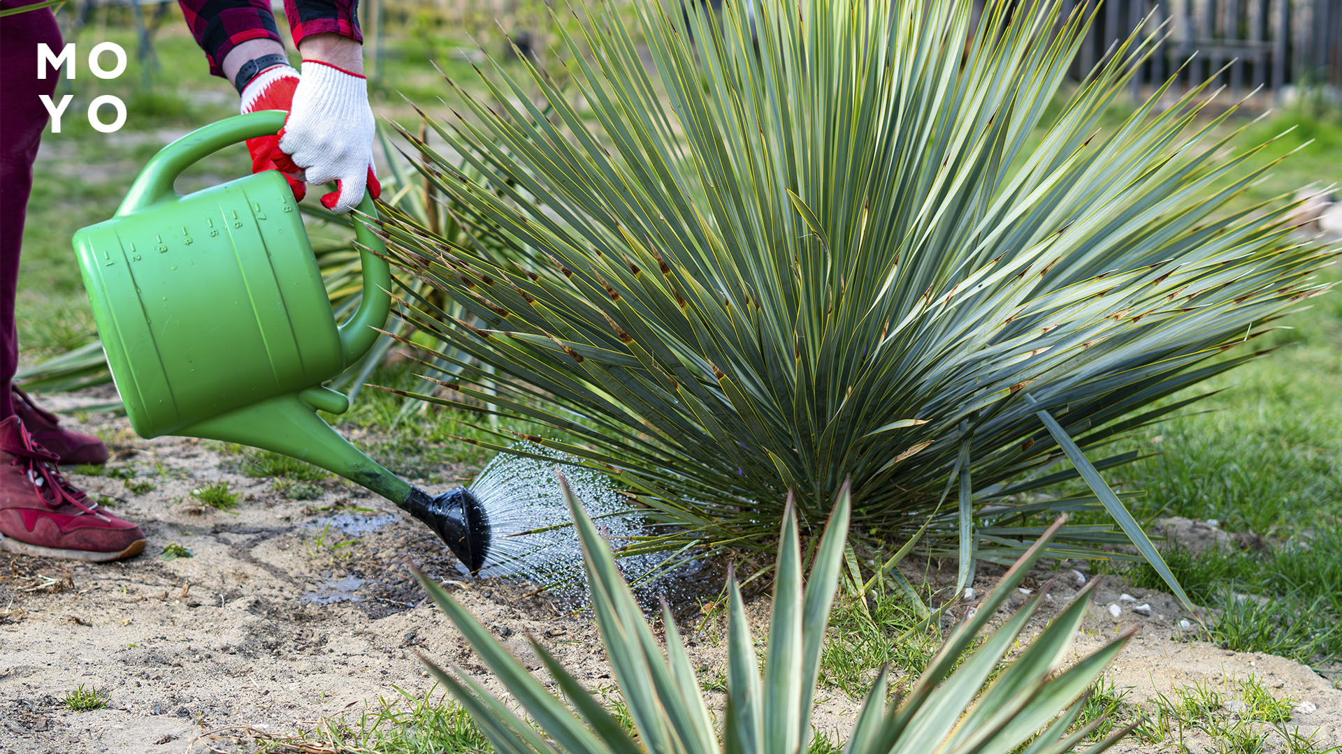 полив куща юкки садової