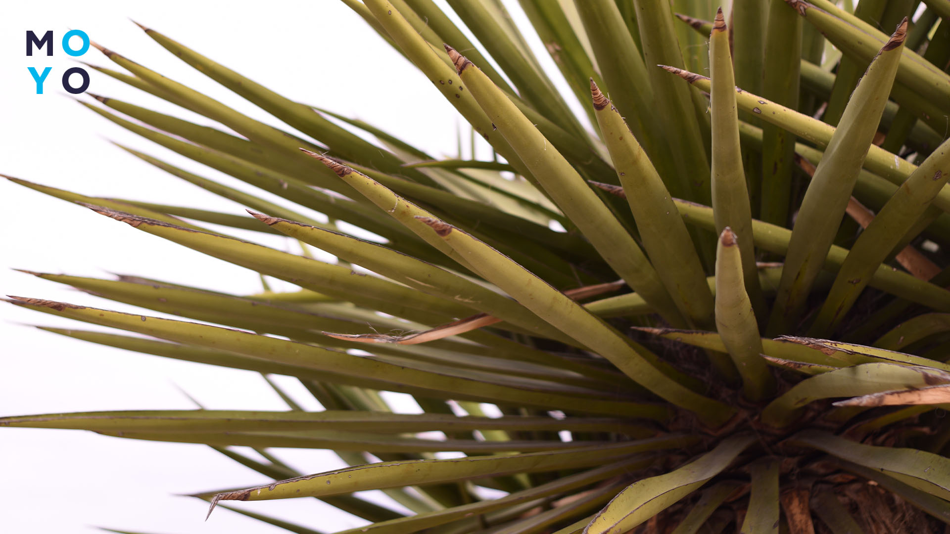 болеющее деревце юкки