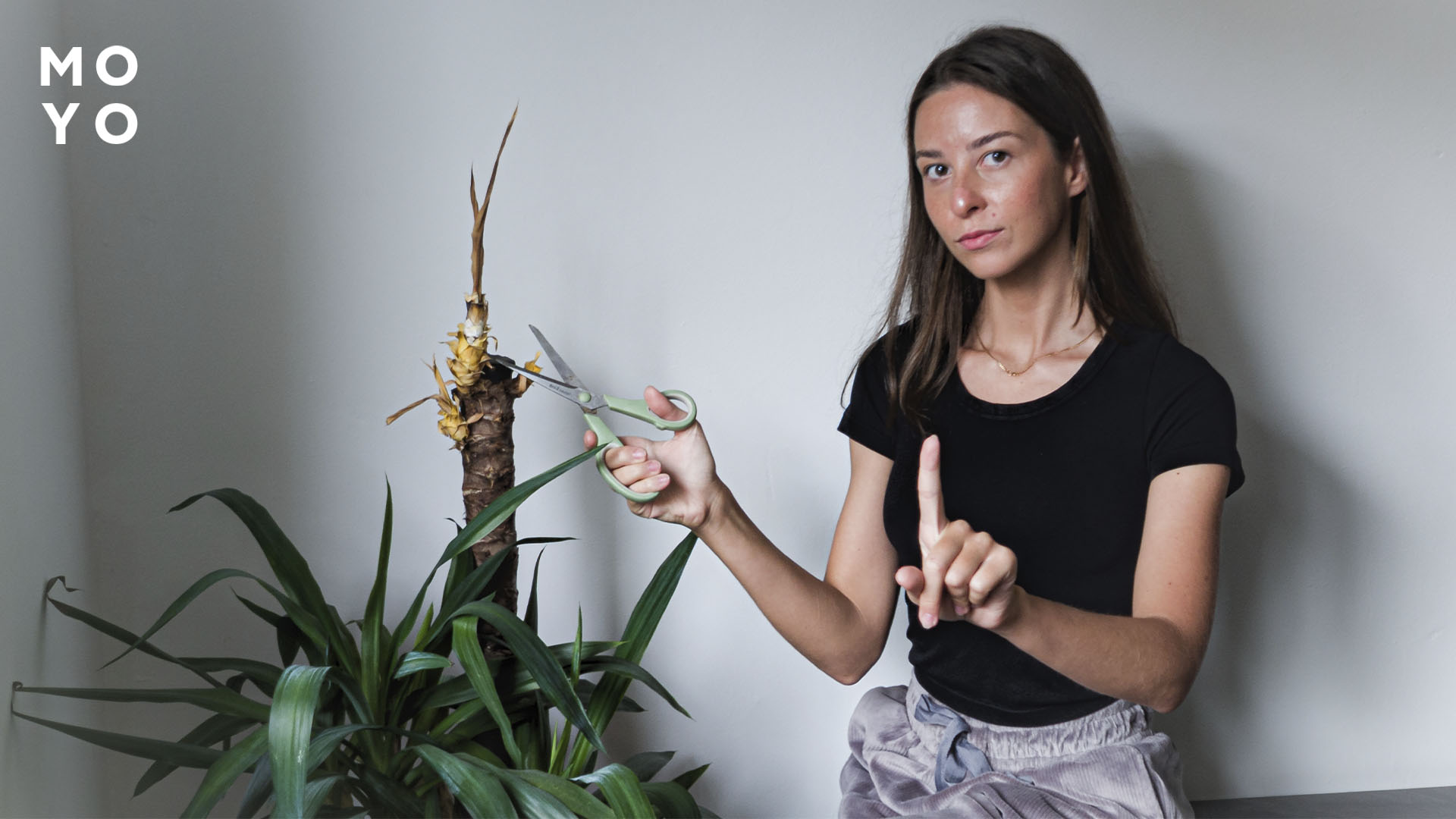 обрезать отмершие побеги у юкки садовой