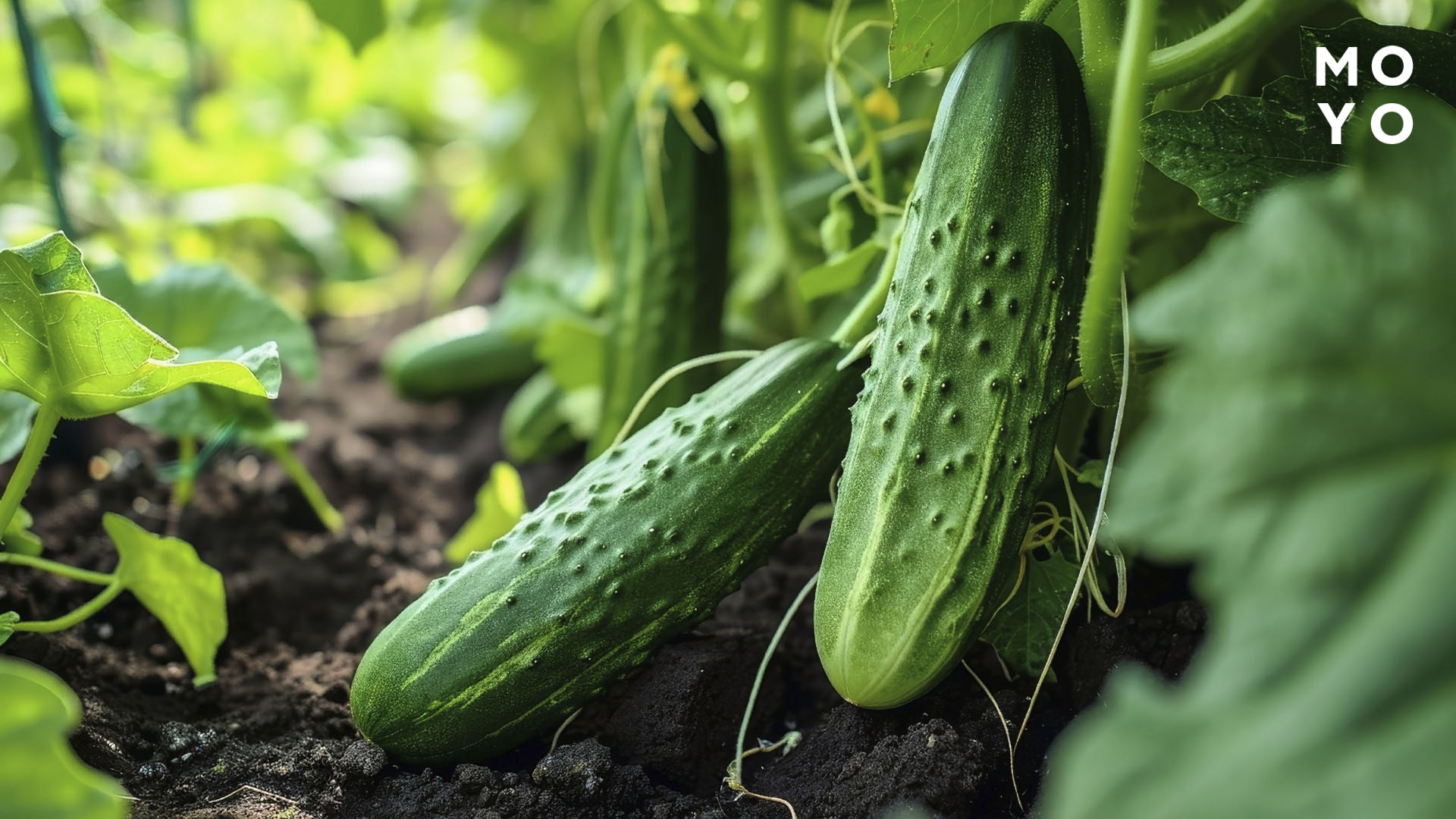 урожай огурцов