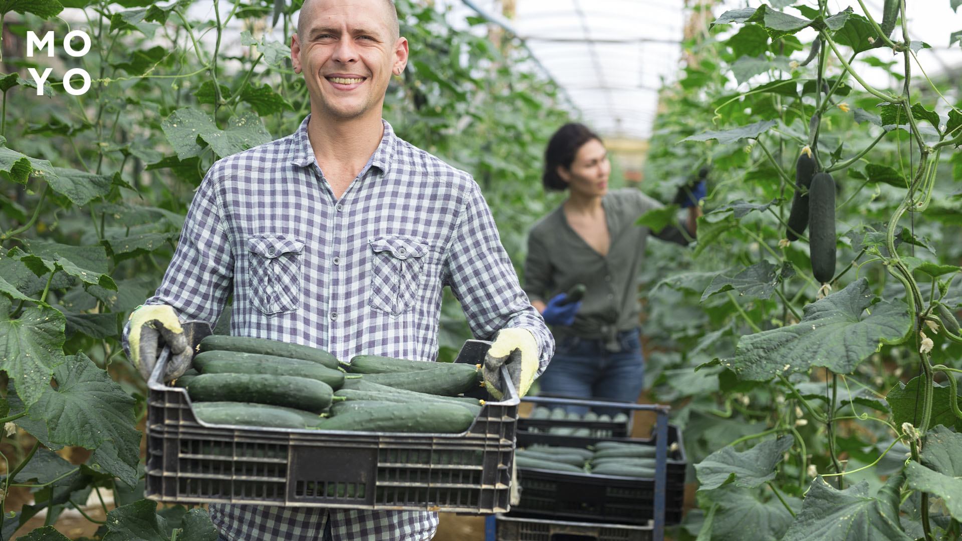 урожай огурцов в теплице