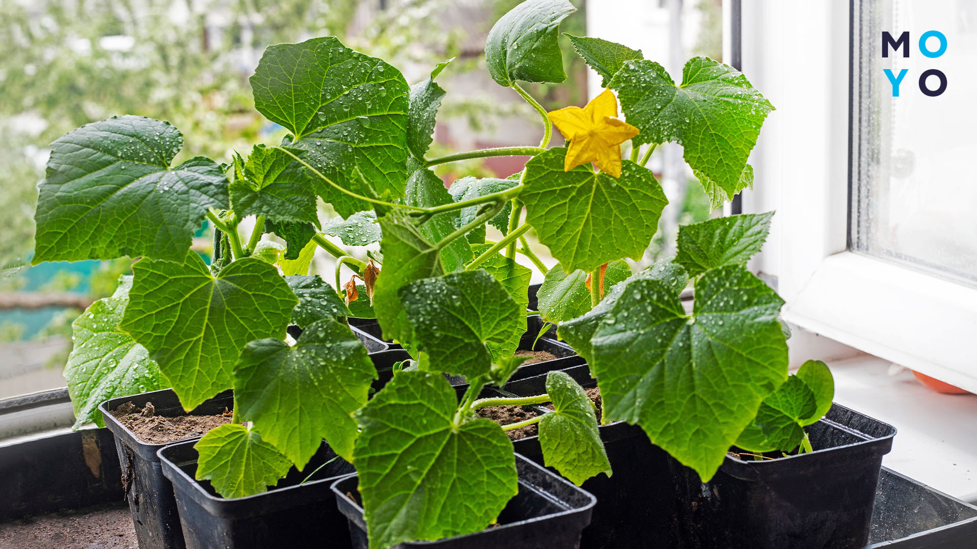 огурцы растут на подоконнике дома