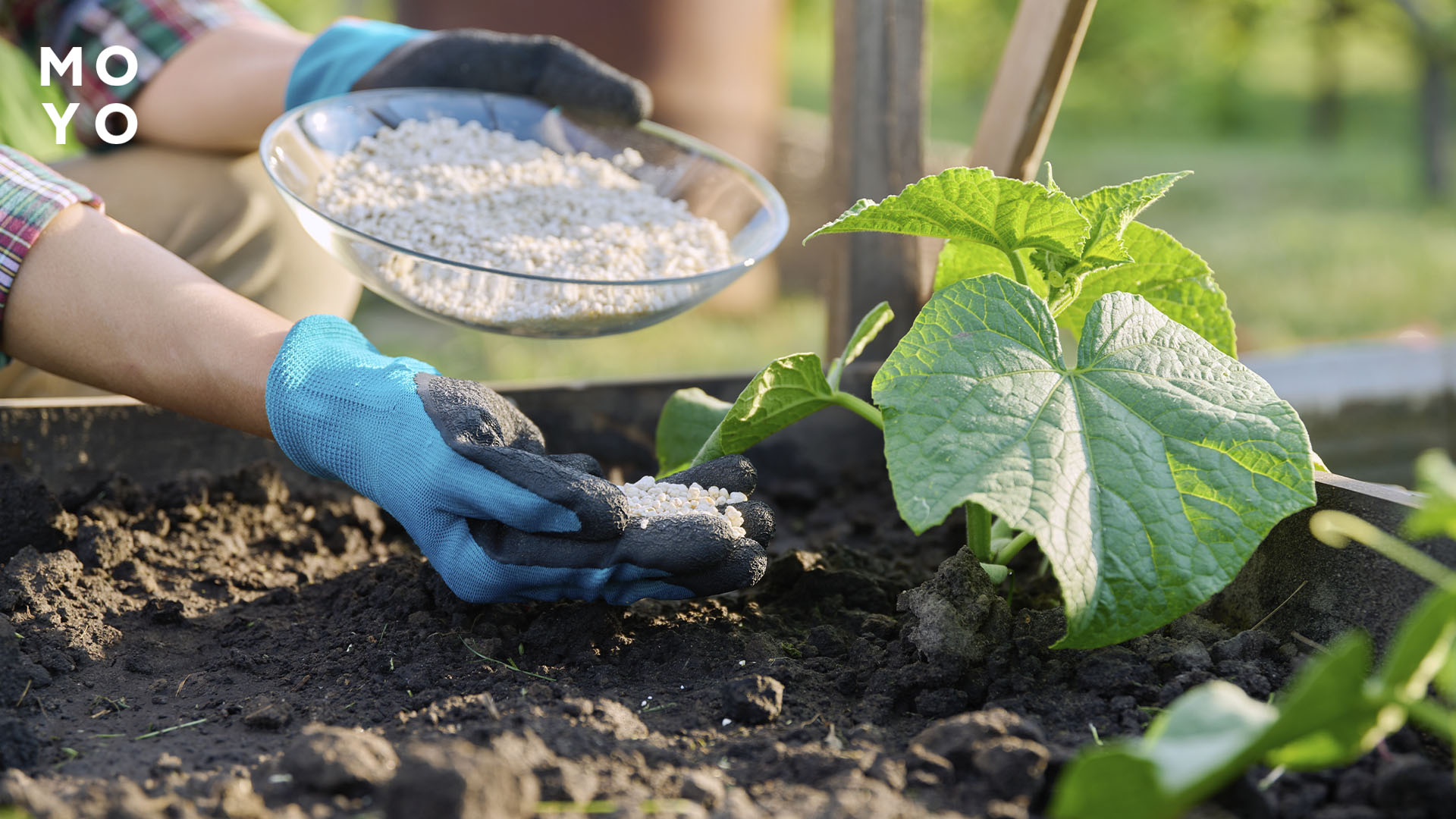 микроэлементы для богатого урожая огурцов