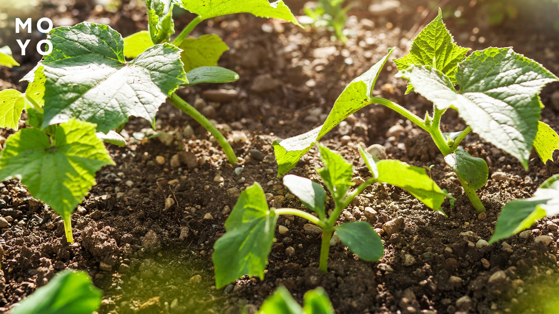 чем подкармливать рассаду огурцов