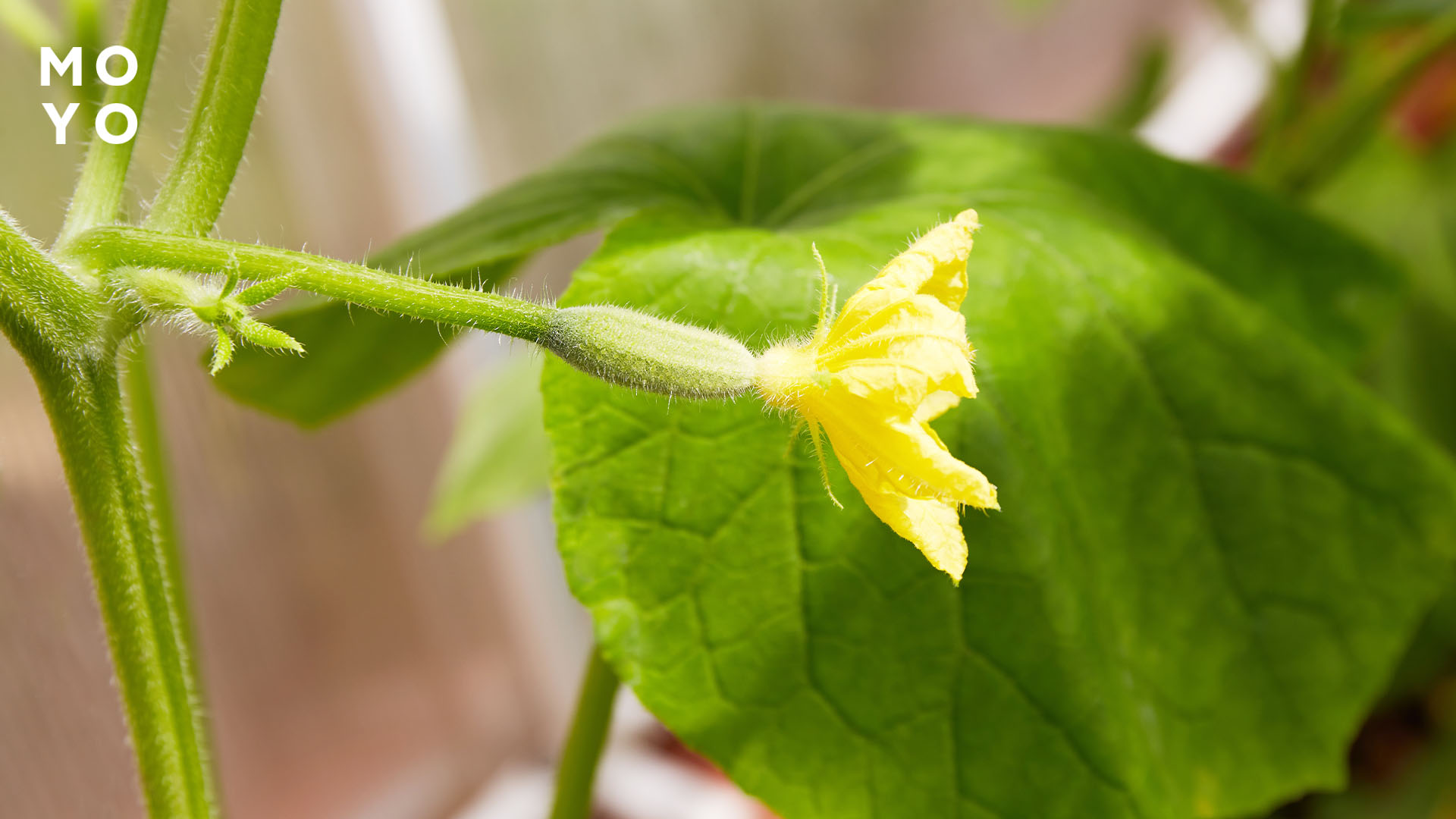 завязь на огуречном кустике