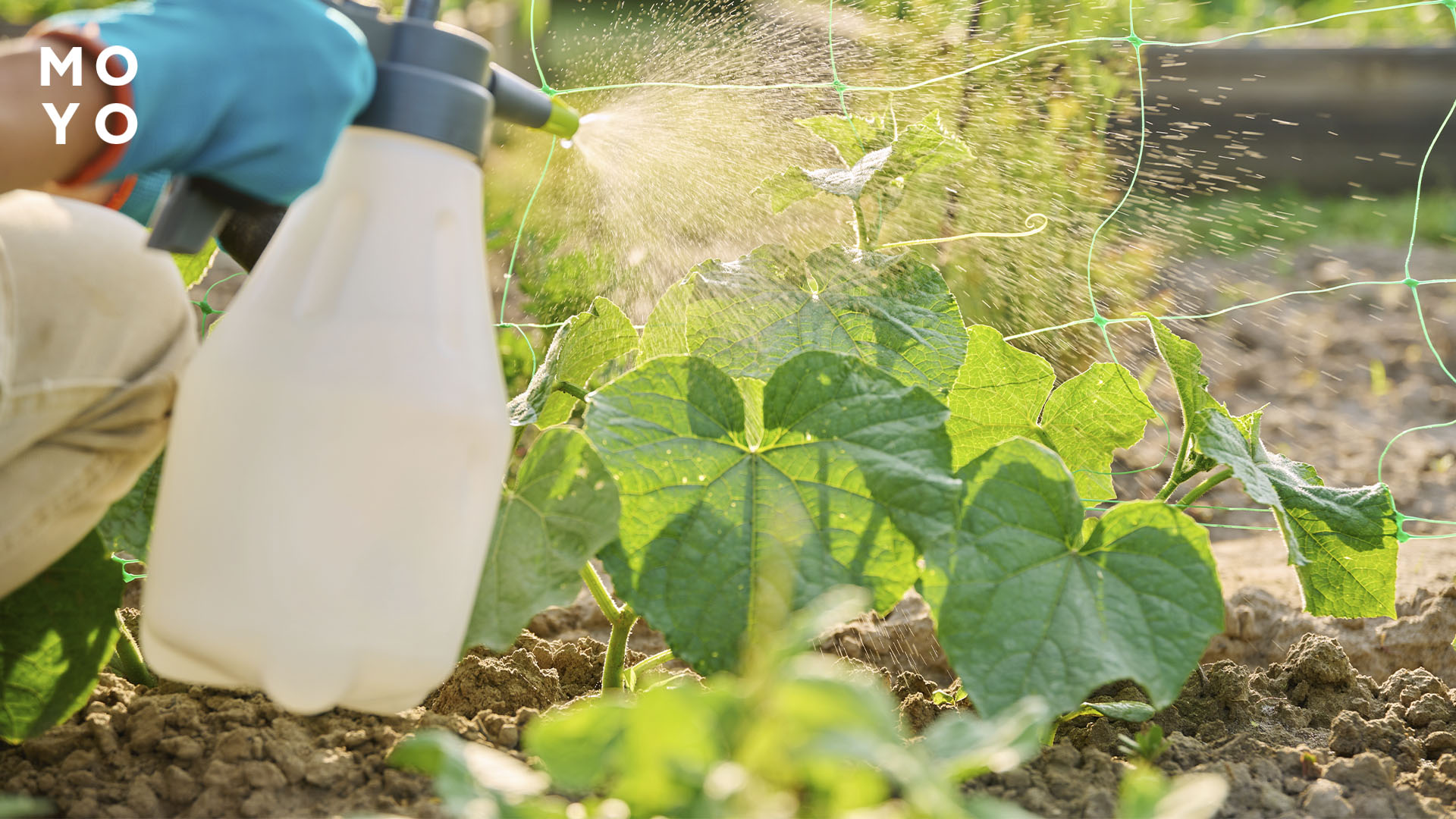 подкормка огурцов