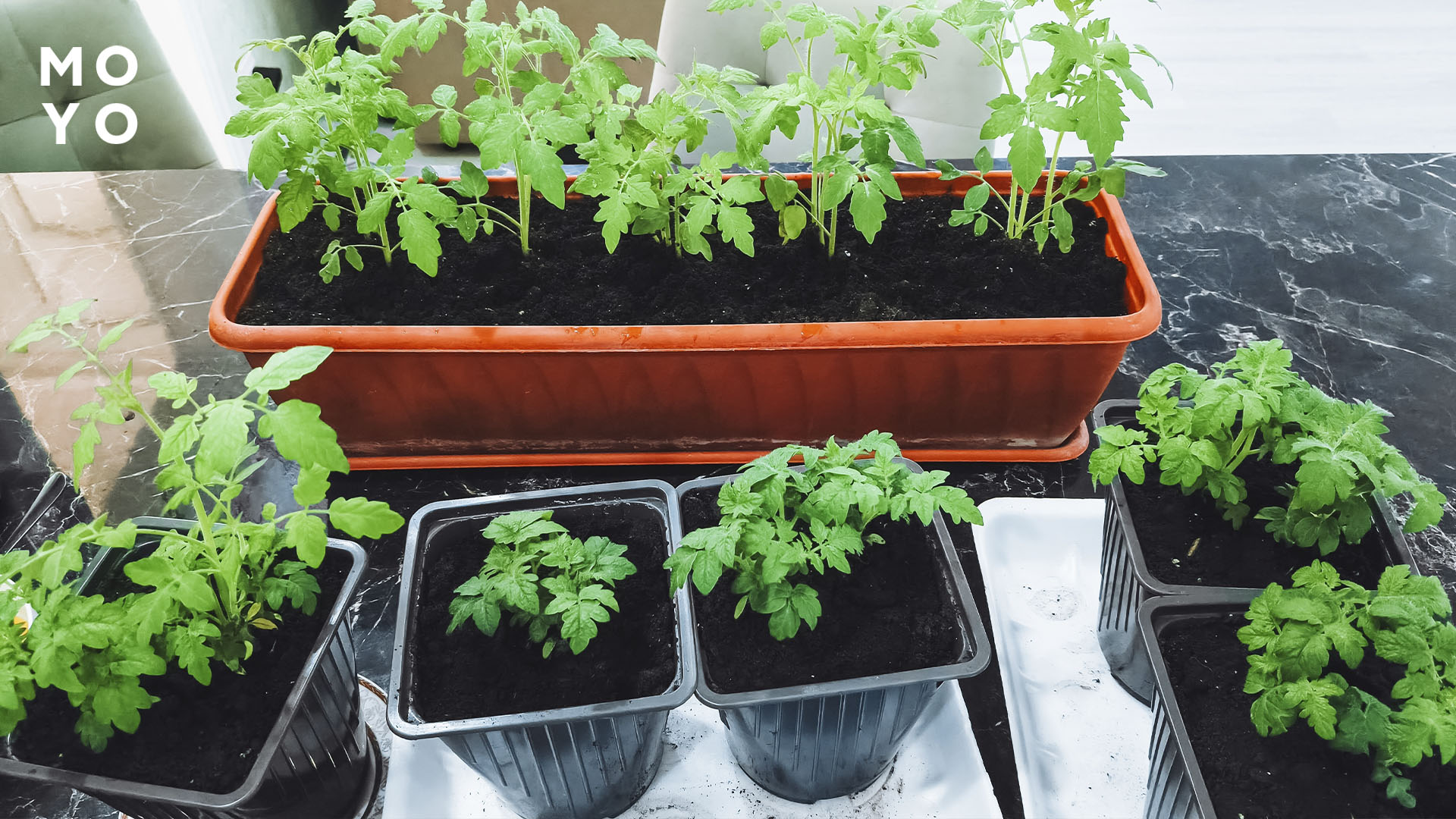 Підживлення помідорів на підвіконні