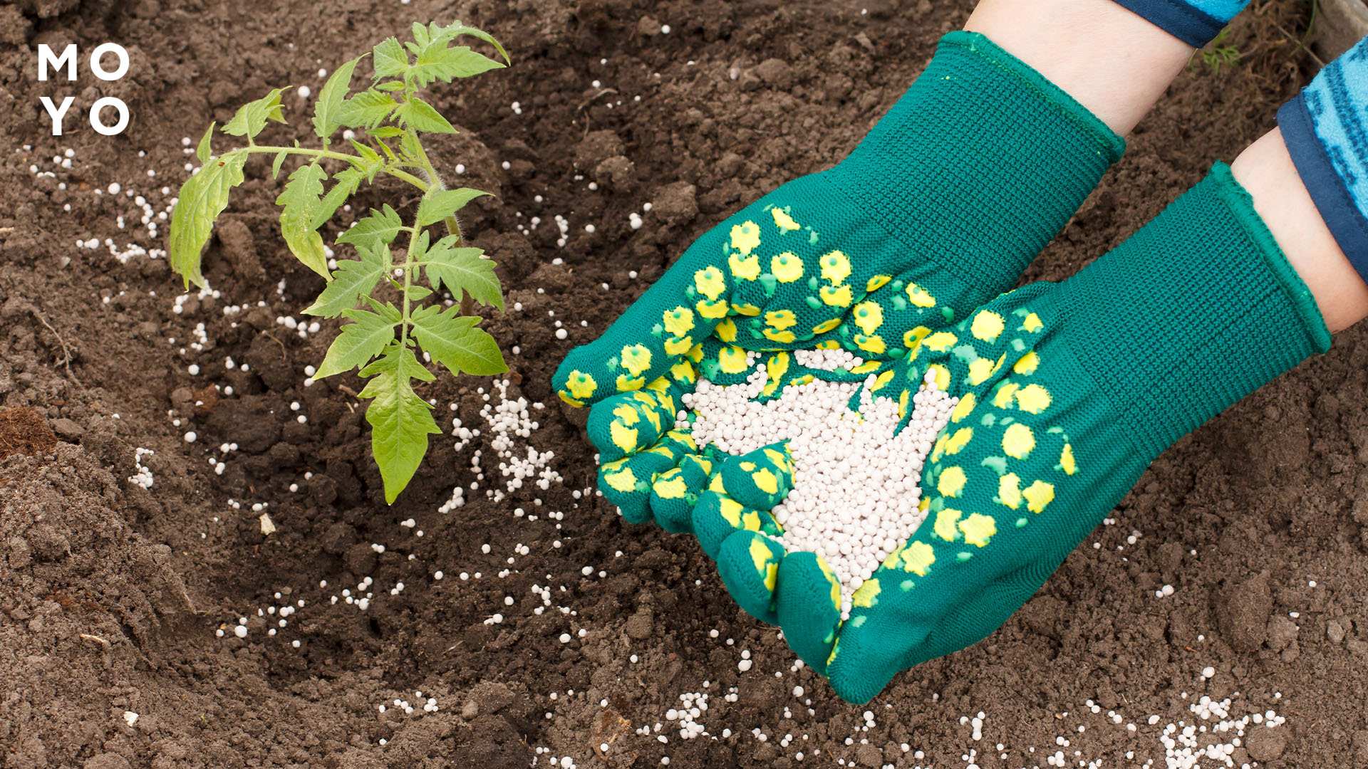 Користь підживлення помідорів