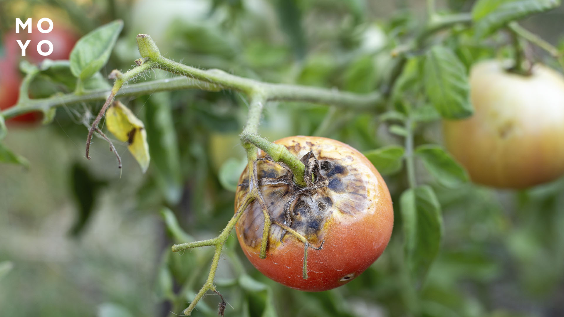 почорніння плодів