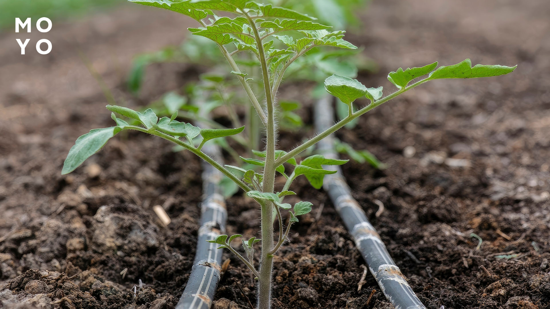 удобрения через систему полива