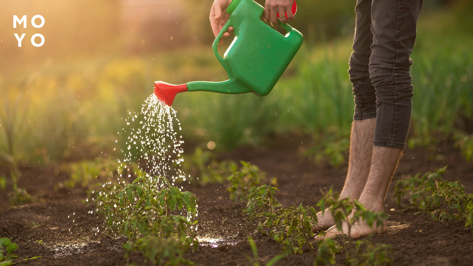 обработка томатов по листу