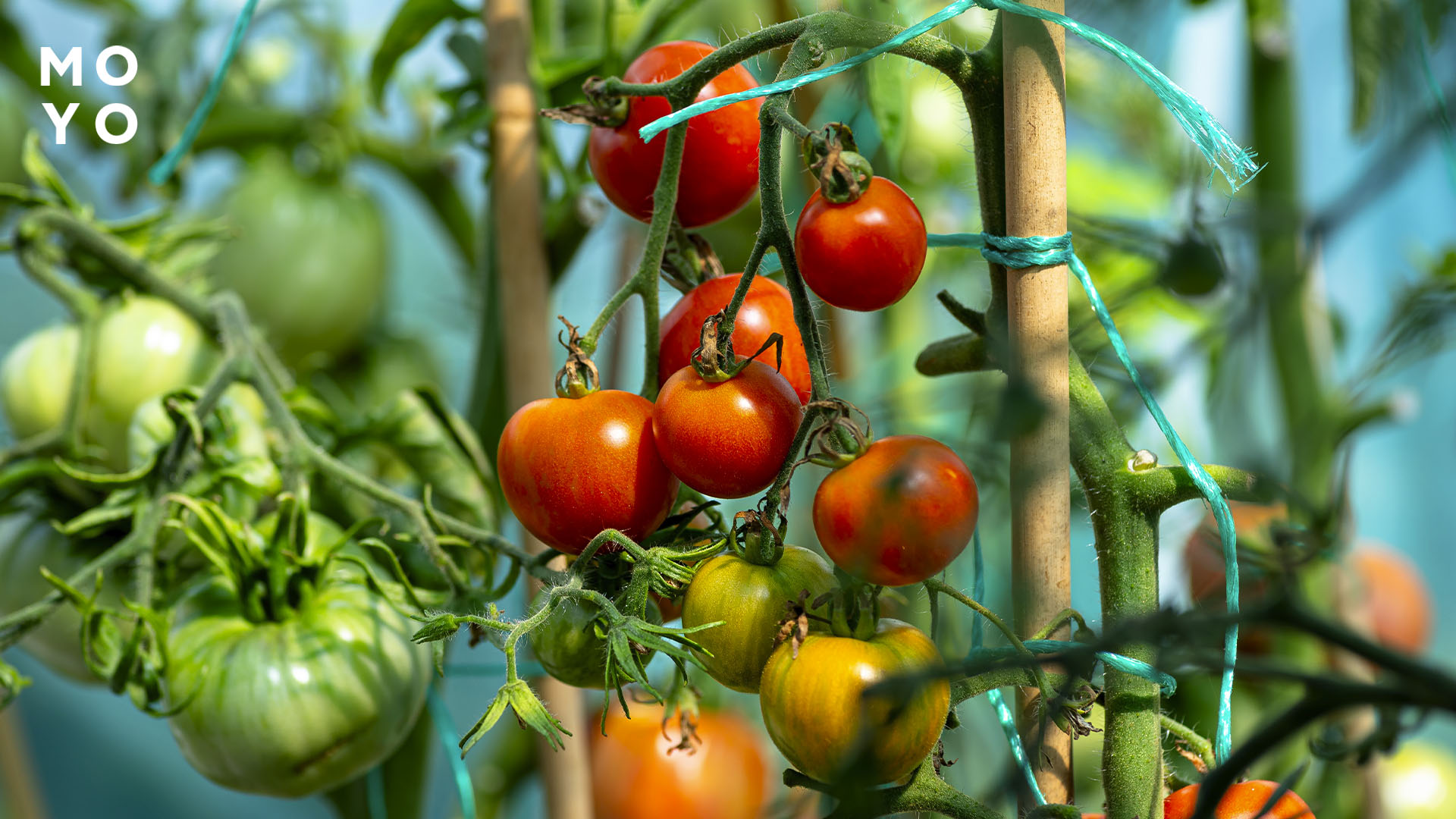 щедрый урожай томатов