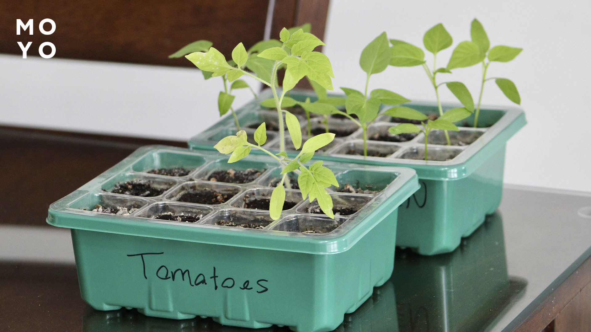 Підживлення розсади помідорів