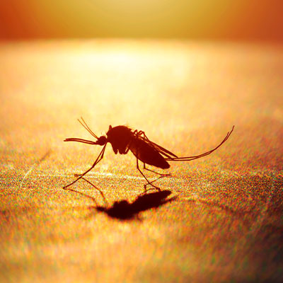 Как избавится от комаров — 8 рабочих способов