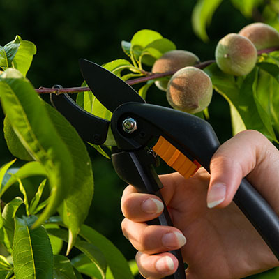 Обрезка персика — 6 способов в зависимости от времени года