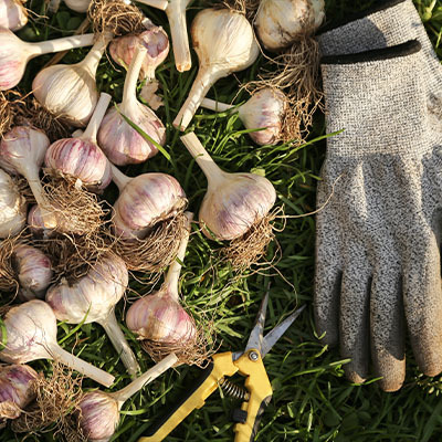 Подкормка чеснока — 8 приёмов для сильных всходов и крупных головок