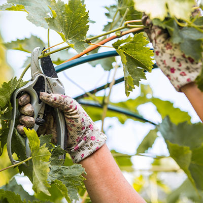 Когда и как обрезать виноград — 2 лучших сезона для богатого урожая