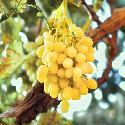 ТОП 12 сортов винограда: рейтинг сладких и ароматных ягод