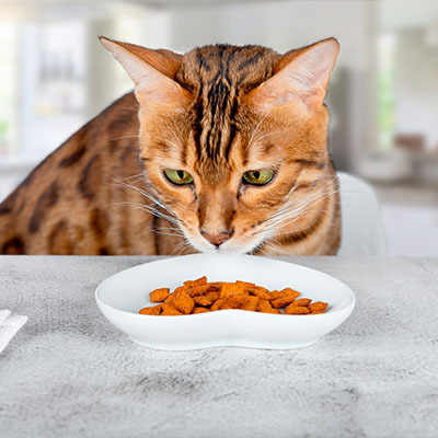 Рейтинг лакомств для кошек — 10 лучших продуктов для здоровья любимца