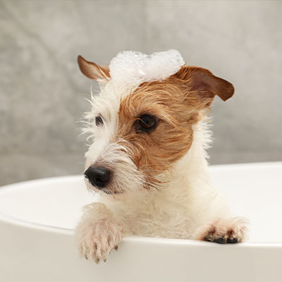 Як купати собаку шампунем від бліх — 5 засобів з розбором дії та результату