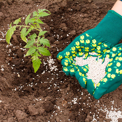 Подкормка помидоров — 3 этапа питания, чтобы плоды уродили и не чернел