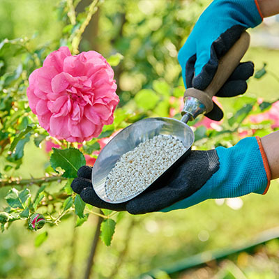 Подкормка для роз — 4 способа усилить цветение